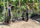 Pekarangan Produktif Jadi Solusi Dukung Ketahanan Pangan di Banyukambang